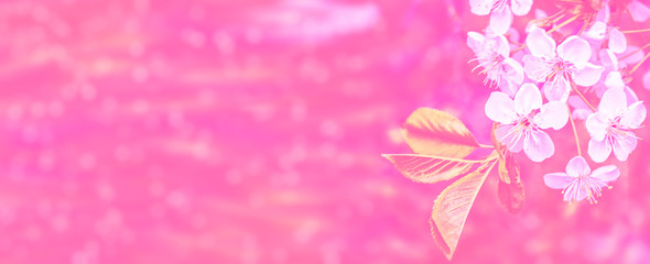 Blossoming branch apple.