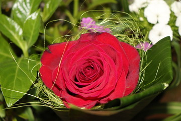 red rose 