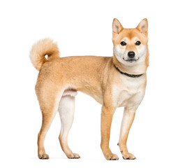 Shiba Inu in front of white background