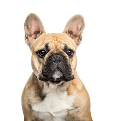 French Bulldog in front of white background