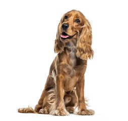 English Cocker Spaniel sitting in front of white background