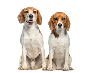 Beagle sitting in front of white background