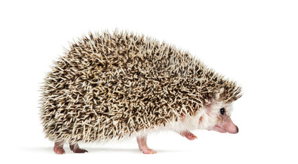 walking away European Hedgehog in front of white background