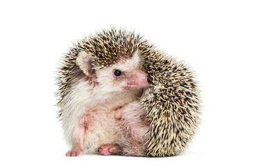 Scratching European Hedgehog sitting in front of white background