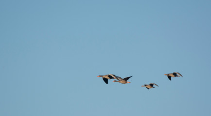 wild goose flying
