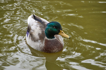 Superbe canard