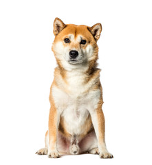 Shiba Inu sitting in front of white background