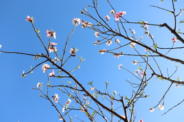  peach tree