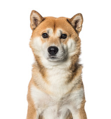 Shiba Inu in front of white background