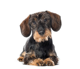 Dachshund, badger dog, sausage dog, wiener dog lying in front of