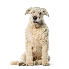 Bouvier des Flandres sitting in front of white background