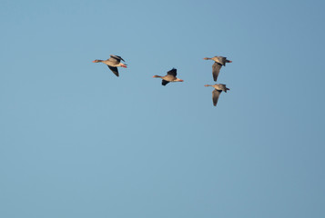 wild goose flying