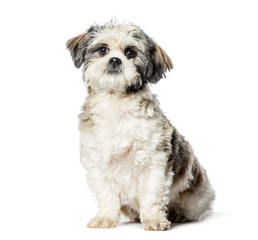 Lhasa Apso sitting in front of white background