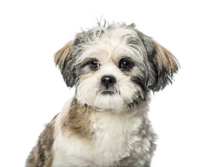 Lhasa Apso in front of white background