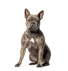 French Bulldog sitting in front of white background