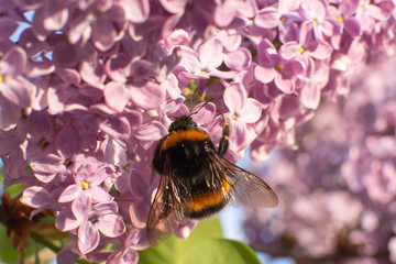 Bąk zbierający pyłek kwiatowy z różowych, wiosennych kwiatów bzu.