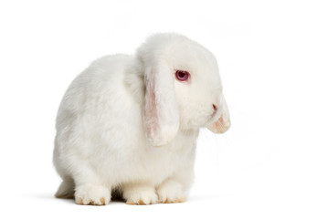 Holland Lop rabbit in front of white background