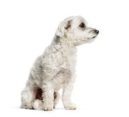 Maltese dog sitting in front of white background