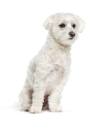 Maltese dog sitting in front of white background