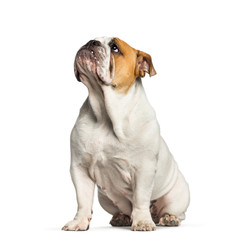 Obraz premium British Bulldog, English Bulldog, 10 months old, sitting in fron