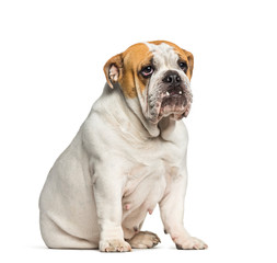 Fototapeta premium British Bulldog, English Bulldog, 10 months old, sitting in fron