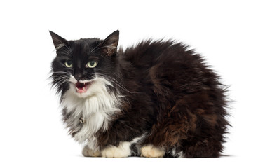 Mixed-breed cat sitting in front of white background
