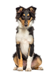 Collie sitting in front of white background