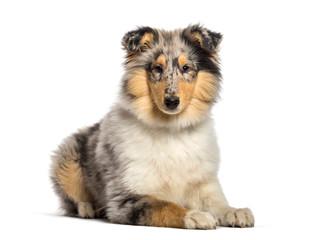 Rough Collie, 4 months old, lying in front of white background