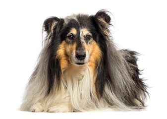 Rough Collie lying in front of white background
