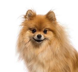 Obraz premium Japanese Spitz in front of white background
