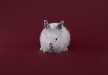 white rabbit isolated on red background