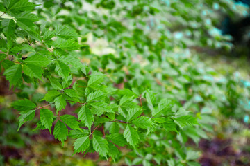 Fototapeta na wymiar Branch with acer cissifolium leaves