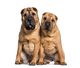 Shar Pei sitting in front of white background