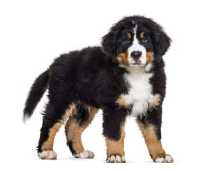 Bernese Mountain Dog, 3 months old, in front of white background