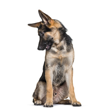 German Shepherd, 7 months old, sitting in front of white backgro