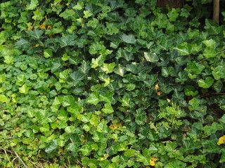 ivy on the wall