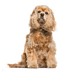 American Cocker Spaniel sitting in front of white background