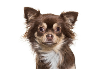 Chihuahua in front of white background