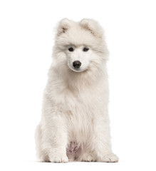Samoyed dog, 4 months old, sitting in front of white background