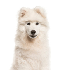 Samoyed dog, 4 months old, in front of white background