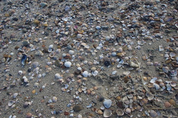 Muschelschalen auf Föhr
