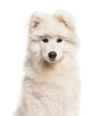 Samoyed dog, 4 months old, in front of white background