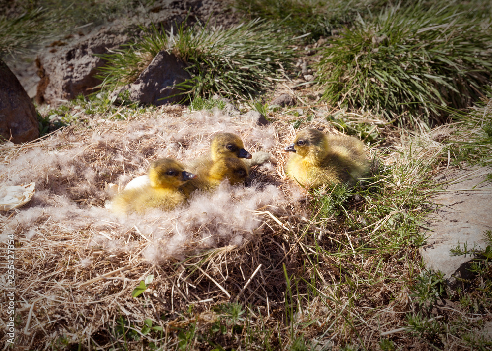 Wall mural Eider duck youngsters in nature at sunny day