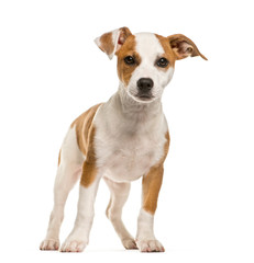Jack Russell Terrier, 2 months old, in front of white background