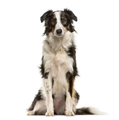 Border Collie, 9 months old, sitting in front of white backgroun