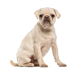 Pug, 6 months old, sitting in front of white background