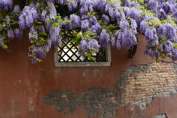 Wisteria with Window, Venice