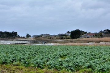 Champ de choux en Bretagne