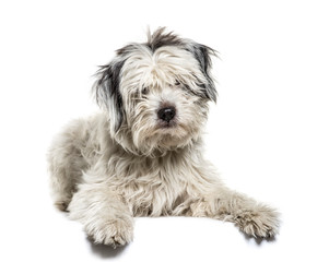 Mixed-breed dog lying in front of white background