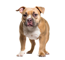 American Bully in front of white background